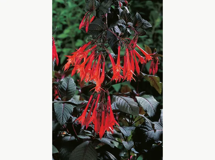 Gartenmeister Bonstedt — Fuchsia