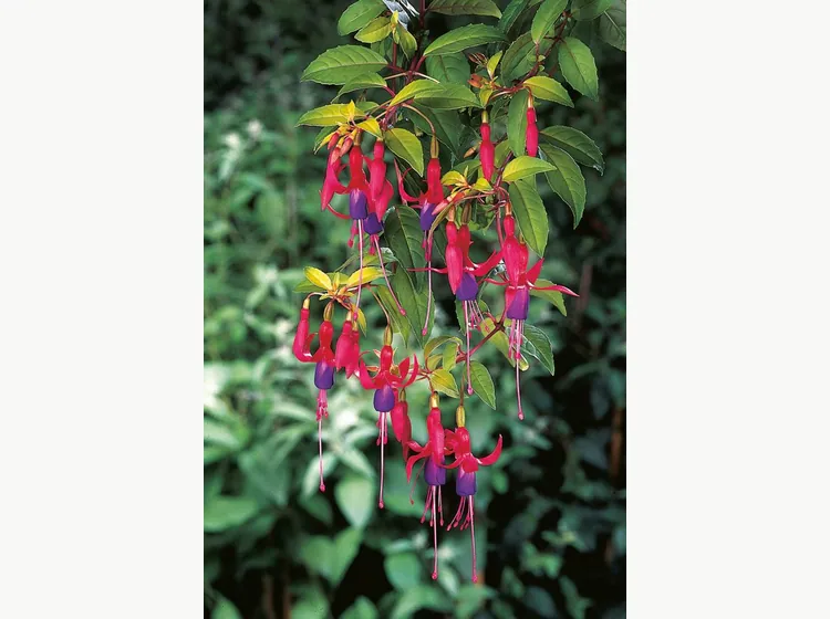 Genii — Fuchsia