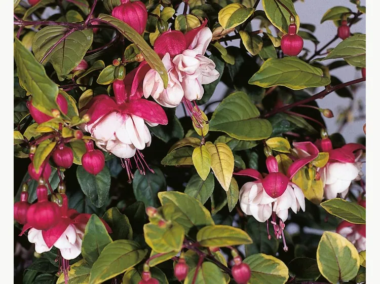 Golden Swingtime — Fuchsia