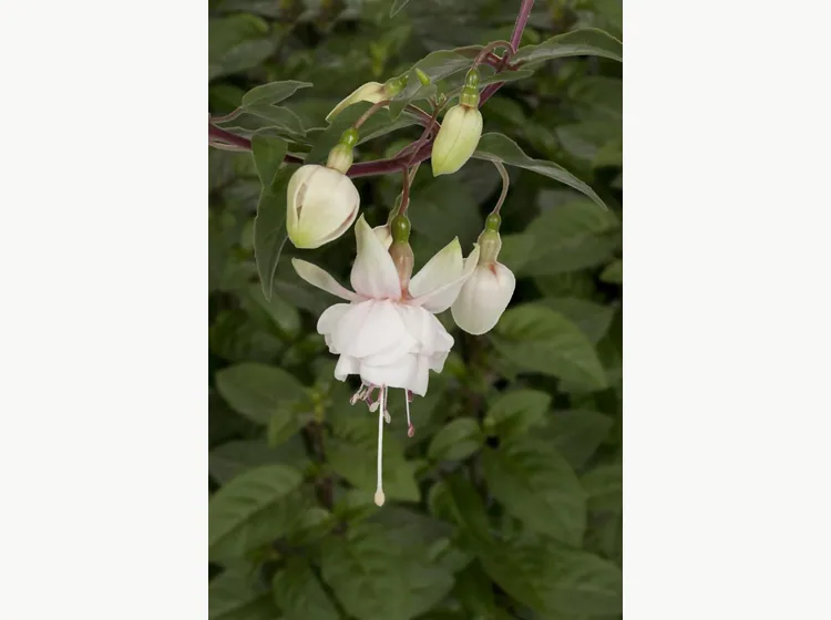Harry Gray — Fuchsia