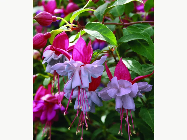 Heidi Ann — Fuchsia