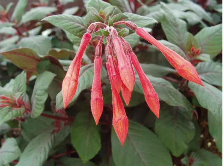 Insulinde — Fuchsia