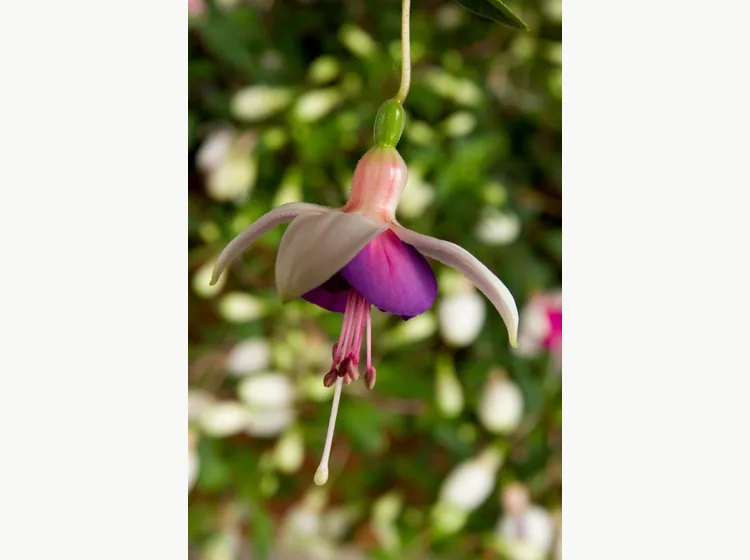 La Campanella — Fuchsia