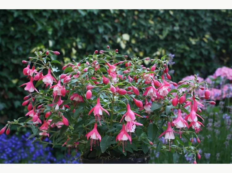 Lady Thumb — Fuchsia