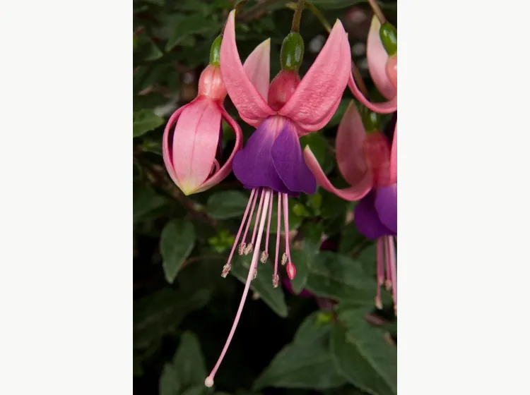 Lambada — Fuchsia