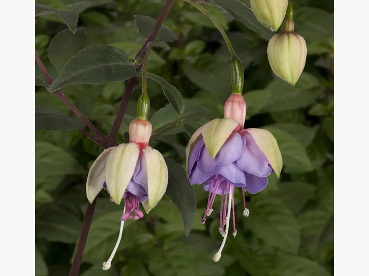 Lena — Fuchsia