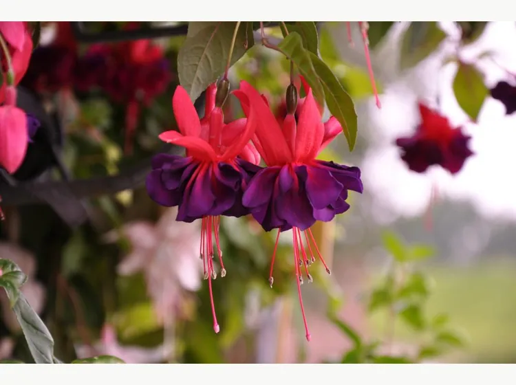 Maori Maid — Fuchsia