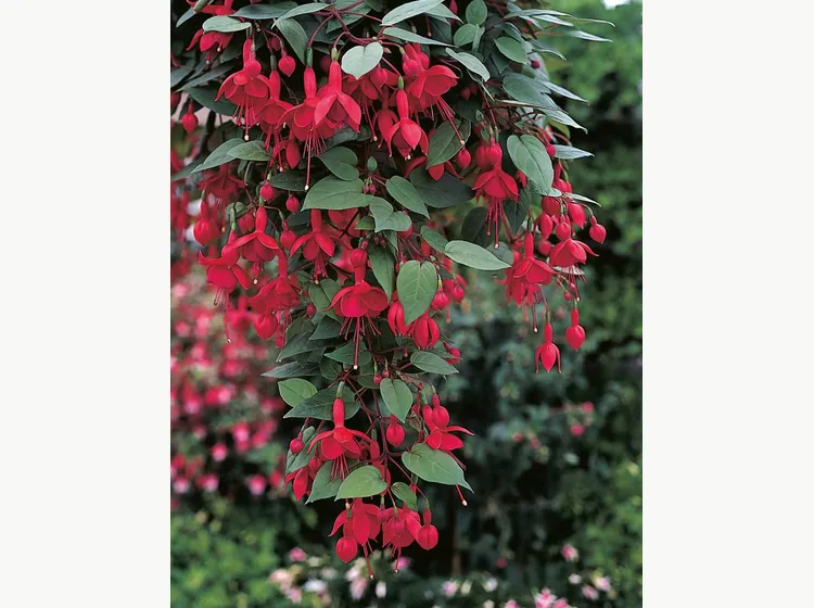 Marinka — Fuchsia