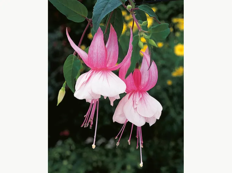 Miss California — Fuchsia