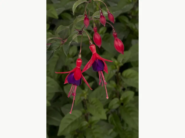 Mrs. Popple — Fuchsia