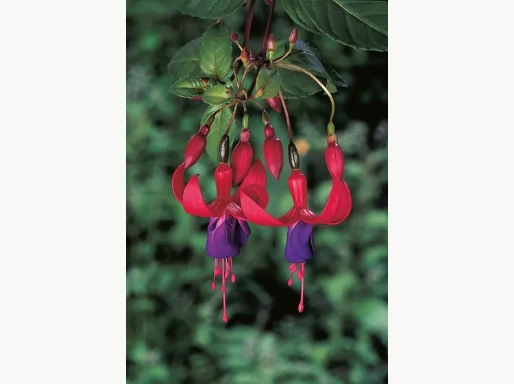 Multa — Fuchsia