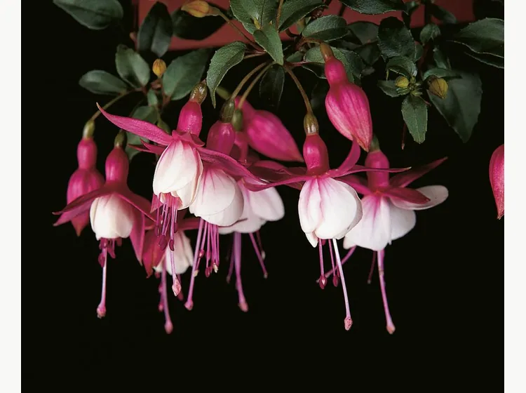 Patio Princess — Fuchsia