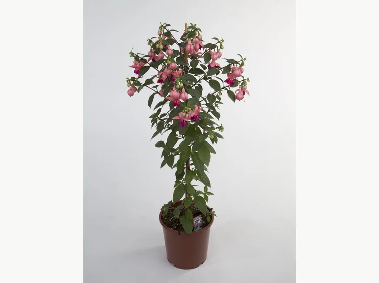 Paula Jane — Fuchsia