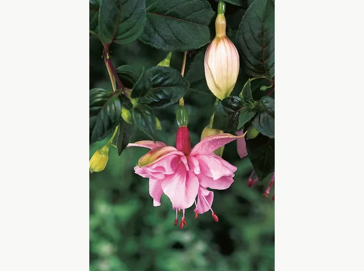 Pink Galore — Fuchsia