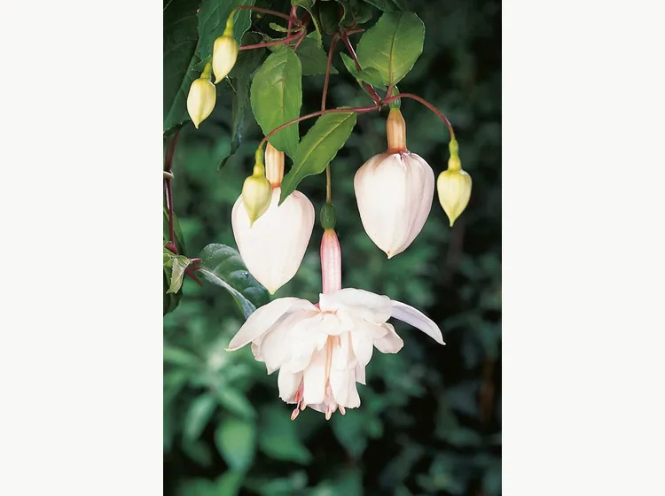 Pink Marshmallow — Fuchsia