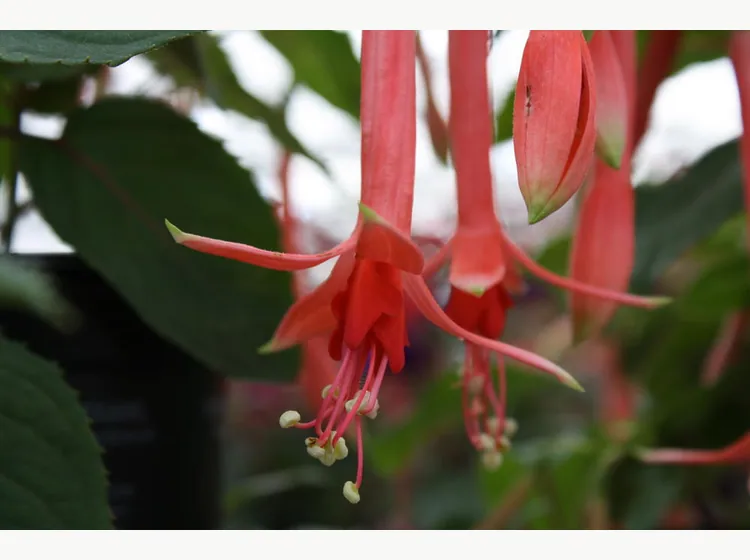 Pour le Menneke — Fuchsia