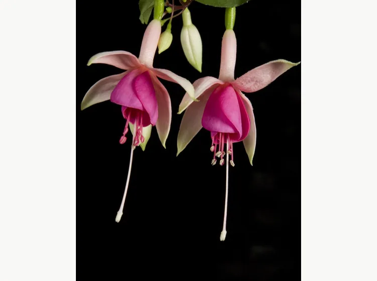 Puts Folly — Fuchsia