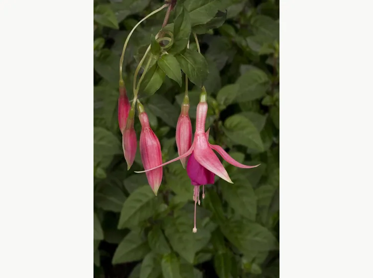 Red Spider — Fuchsia