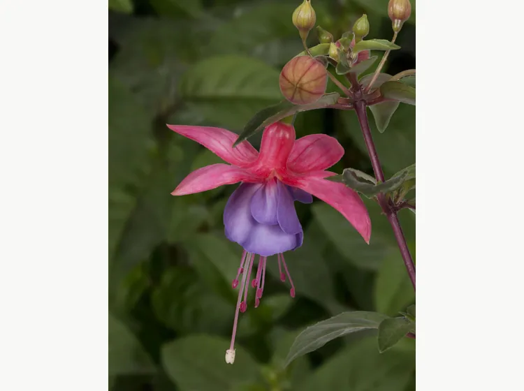 Ringwood Market — Fuchsia