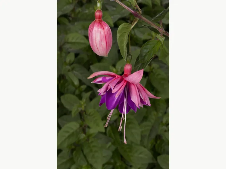Rocket Fire — Fuchsia