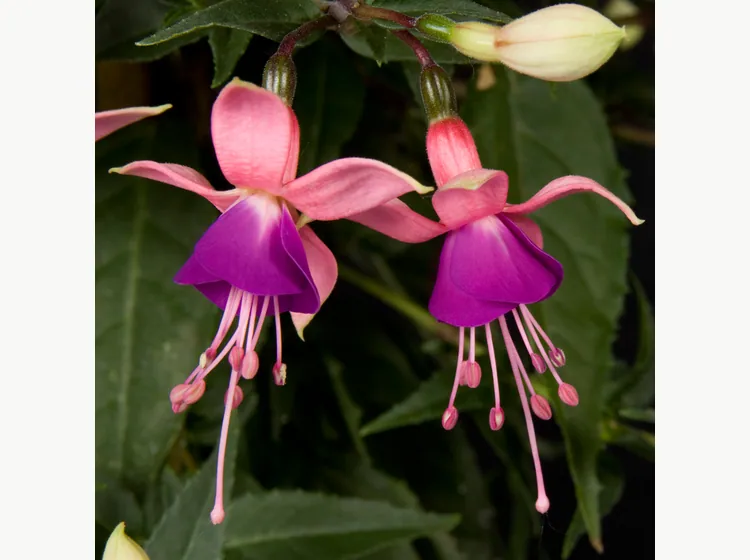 Rosalien — Fuchsia