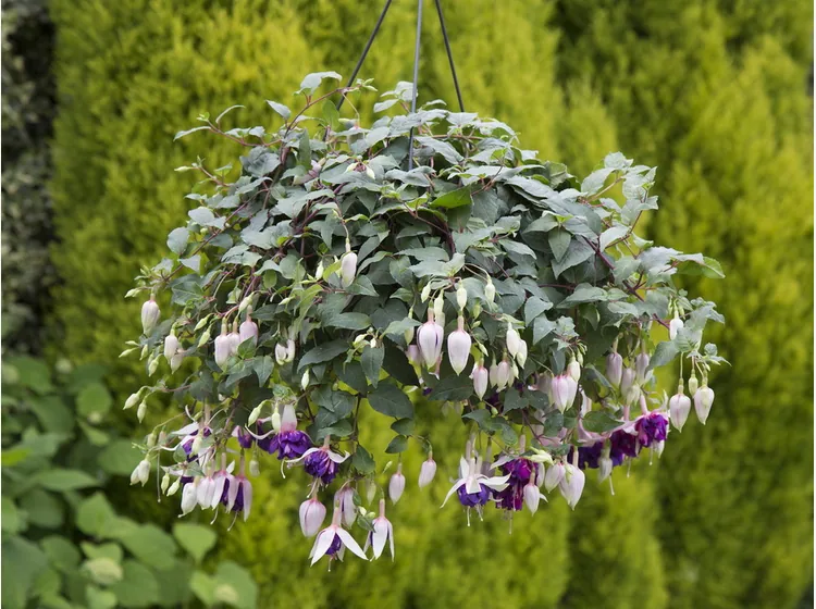 Royal Mosaic — Fuchsia