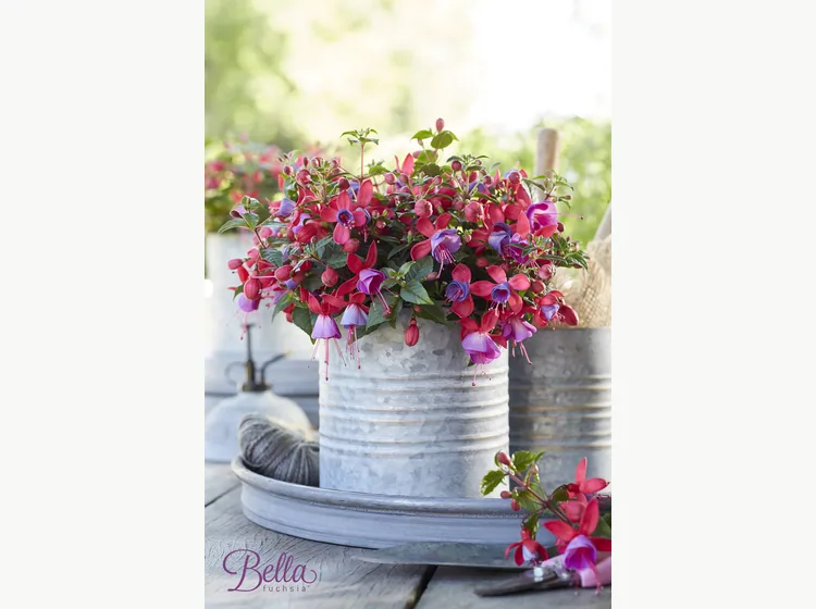 Sarah — Fuchsia
