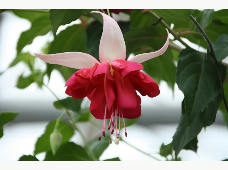 Seventh Heaven — Fuchsia