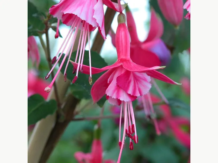 Shrimp Cocktail — Fuchsia