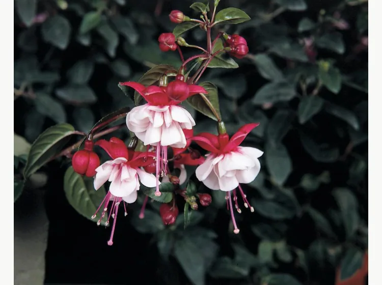 Sir Matt Busby — Fuchsia