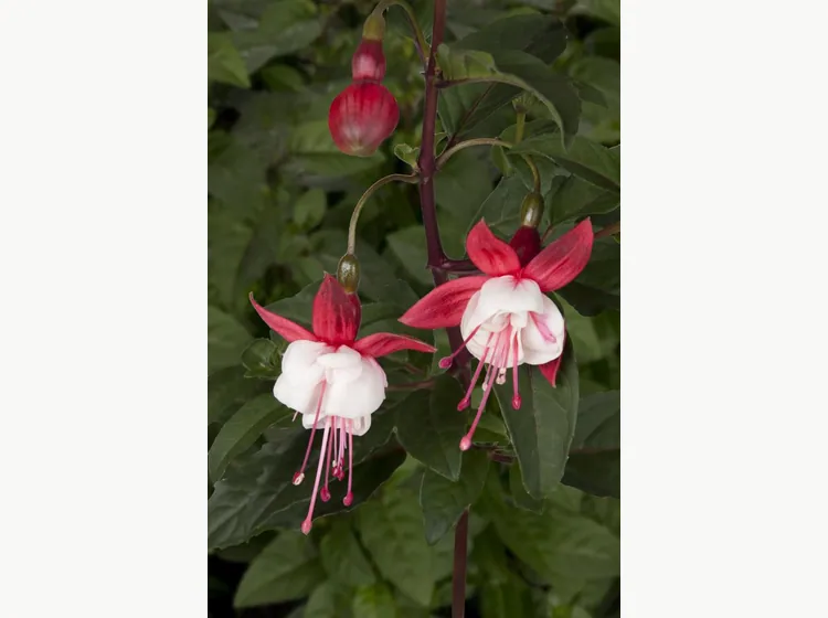 Snowcap — Fuchsia