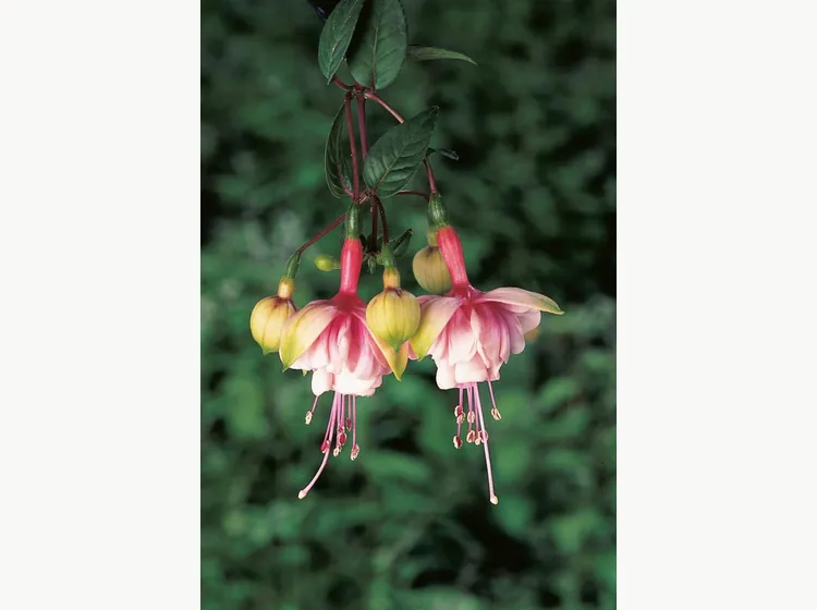 Southgate — Fuchsia