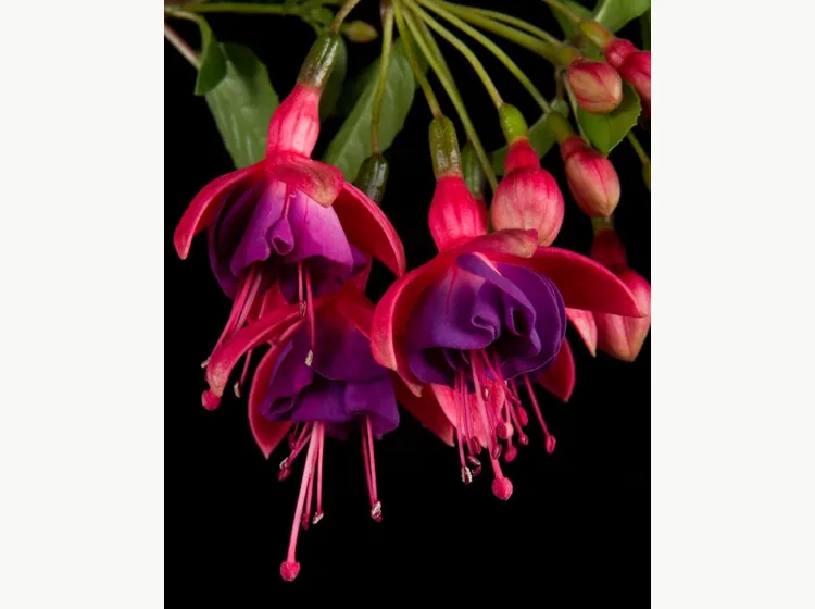 Tom Thumb — Fuchsia