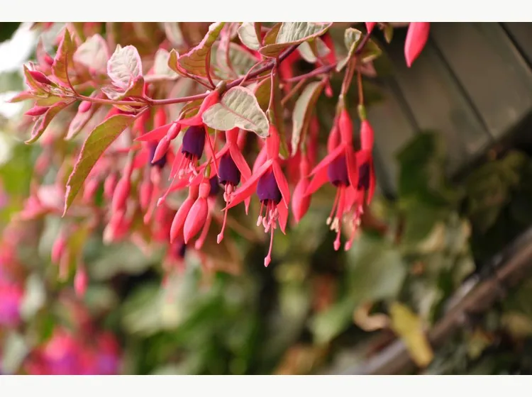 Tom West — Fuchsia