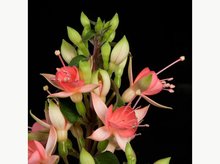 Walz Jubelteen — Fuchsia