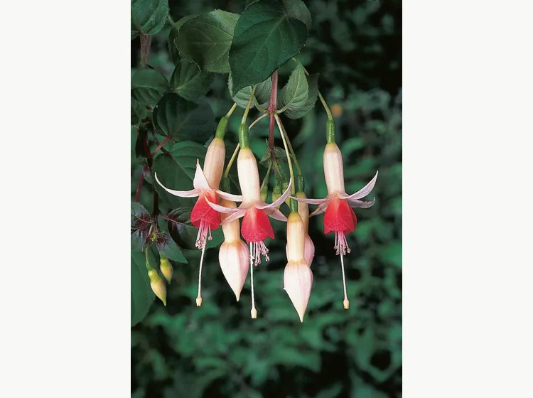 Wassernimpfe — Fuchsia