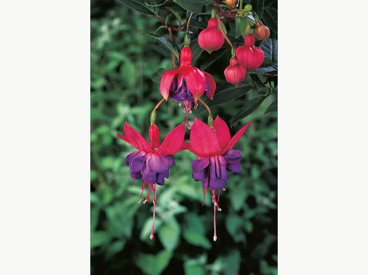 Winston Churchill — Fuchsia