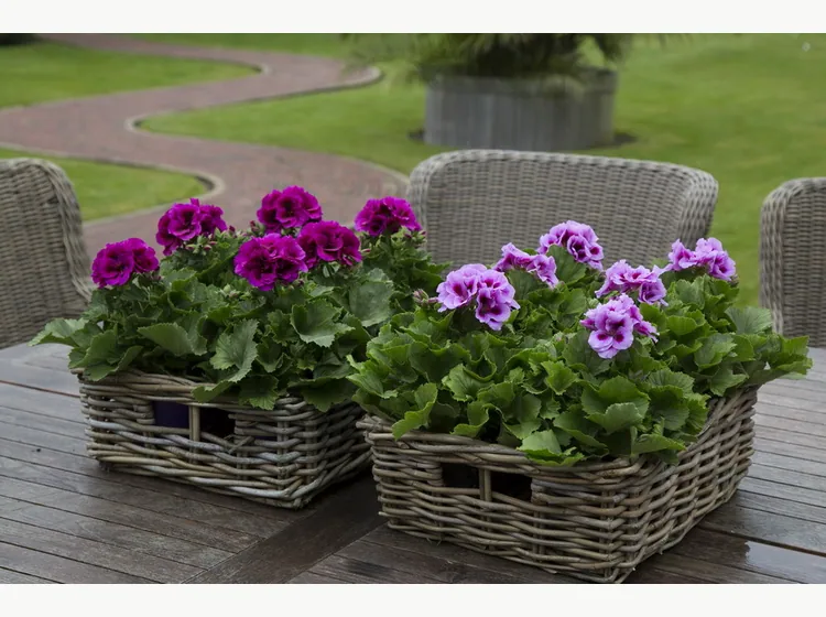 Burghi — Regal Pelargonium
