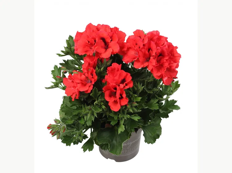 Elegance Anna — Regal Pelargonium
