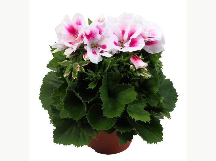 Elegance Belinda — Pelargonium Grandiflorum