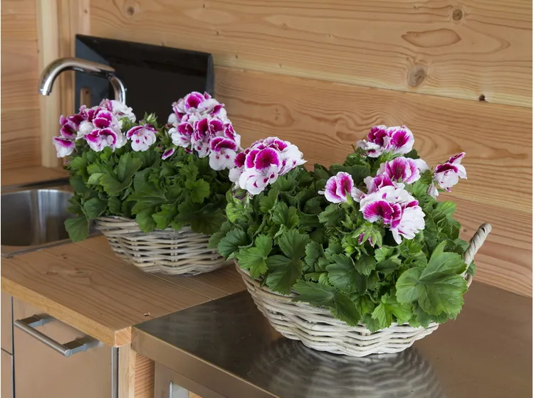 Elegance Bravo — Pelargonium Grandiflorum