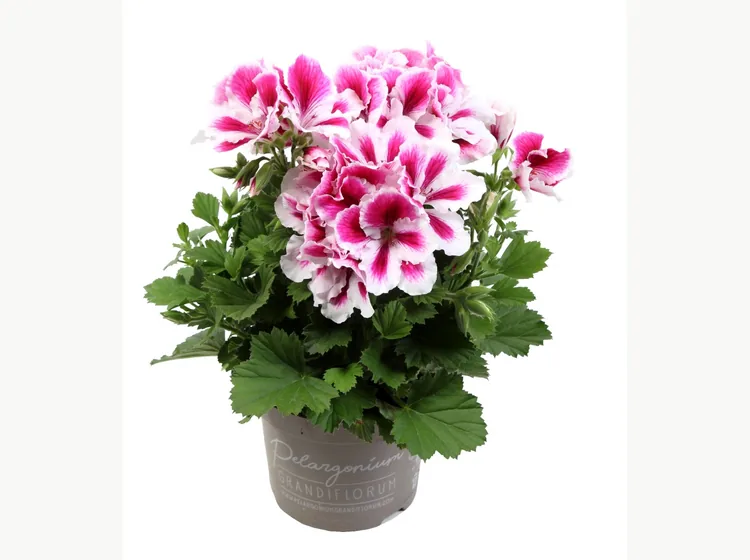 Elegance Charlotte — Regal Pelargonium