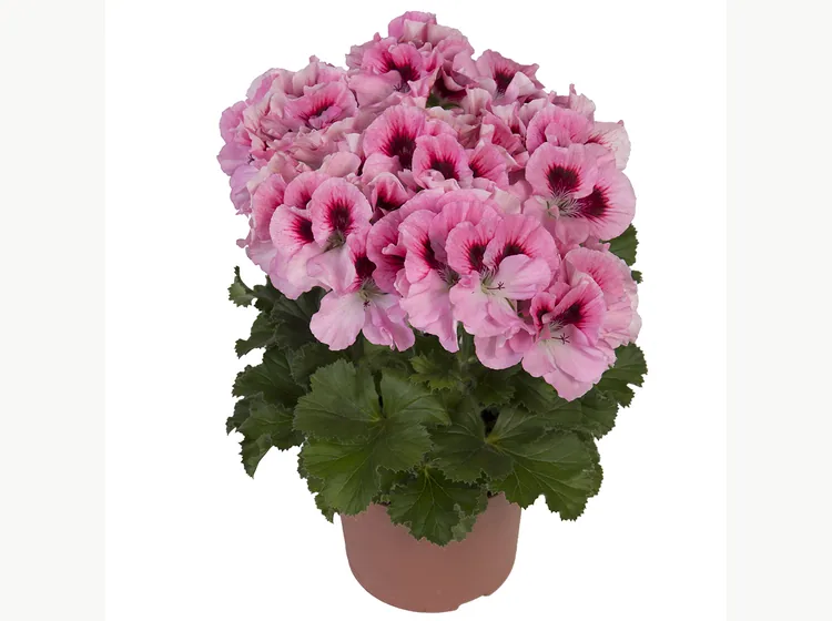 Elegance David — Regal Pelargonium
