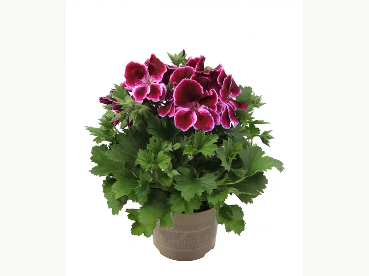 Elegance Denise — Regal Pelargonium