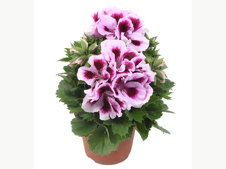 Elegance Emma — Pelargonium Grandiflorum