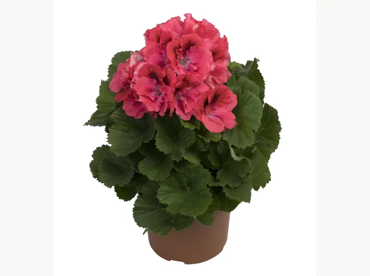 Elegance Femke — Regal Pelargonium