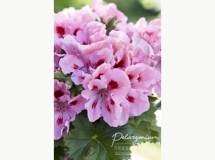 Elegance Fenna — Pelargonium Grandiflorum