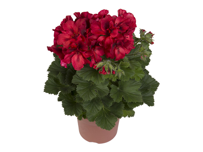 Elegance Franny — Regal Pelargonium
