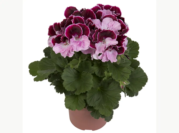 Elegance Jeanette — Regal Pelargonium