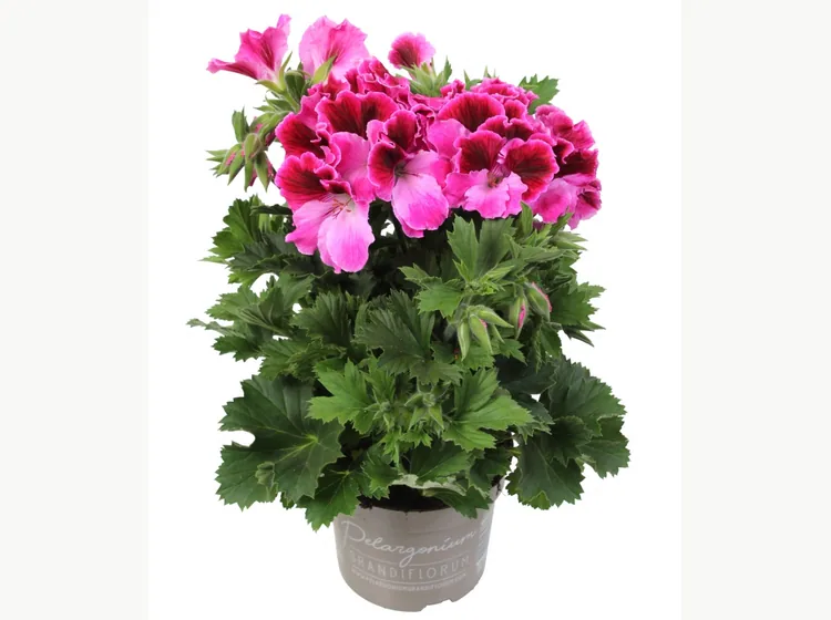 Elegance Jolenta — Pelargonium Grandiflorum